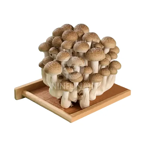 White Shimeji Mushroom